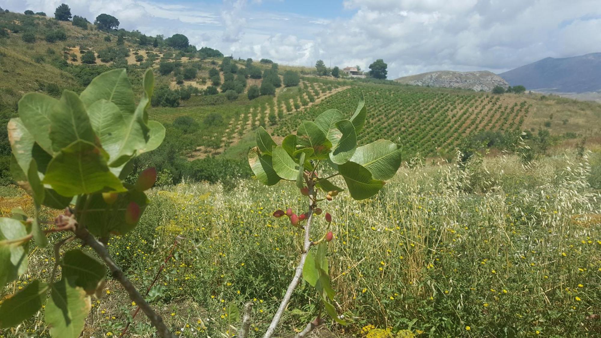Agriturismo Gessi Calatafimi Kültér fotó